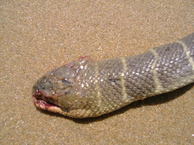 sea snake head.jpg [226 Kb]